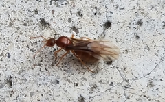 Prenolepis imparis
