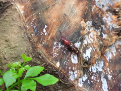 Baryrhynchus poweri