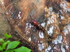 Baryrhynchus poweri