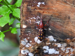 Baryrhynchus poweri