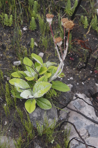 Image of Mairia robusta by (c) Tony Rebelo, some rights reserved (CC BY-SA)