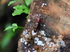 Baryrhynchus poweri