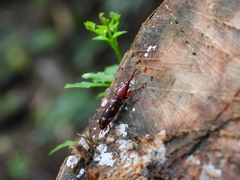 Baryrhynchus poweri