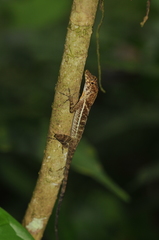 Anolis polylepis