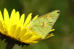 Colias electo electo