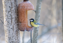 Parus major