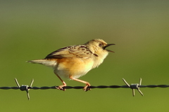 Cisticola cinnamomeus
