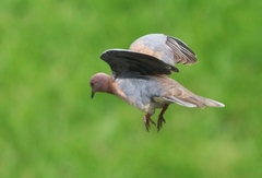 Streptopelia senegalensis