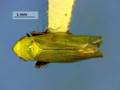 Verdanus