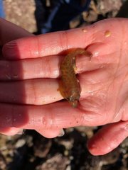 Lepadogaster lepadogaster