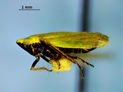 Verdanus