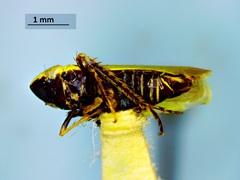 Verdanus
