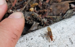 Prenolepis imparis