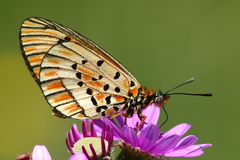 Acraea rahira