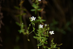 Arenaria soratensis