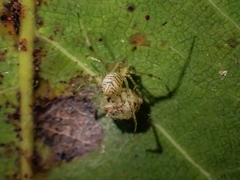 Chrysso lingchuanensis