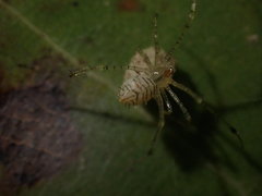 Chrysso lingchuanensis