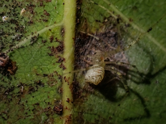 Chrysso lingchuanensis