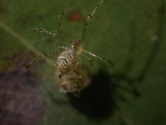 Chrysso lingchuanensis