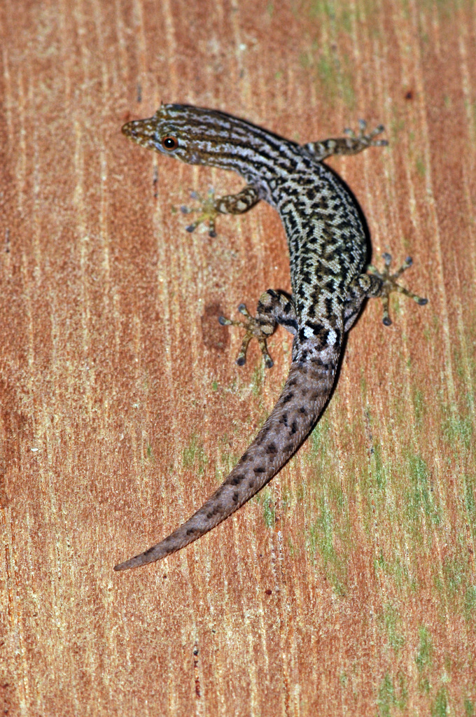 Costa Rica Least Gecko