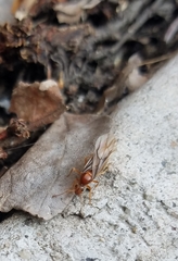 Prenolepis imparis