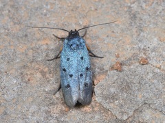 Ethmia aurifluella