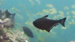 Pempheris vanicolensis