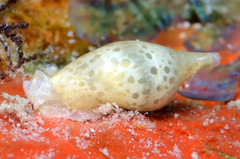 Volvatella maculata
