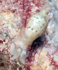 Volvatella maculata