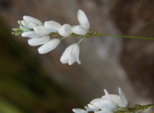 Image of Ixia polystachia by (c) Tony Rebelo, some rights reserved (CC BY-SA)