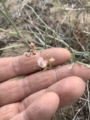 Astragalus convallarius