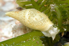 Volvatella maculata