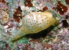 Volvatella maculata