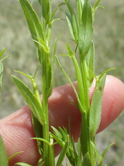 Triodanis leptocarpa