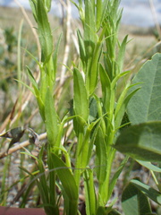 Triodanis leptocarpa