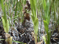 Triodanis leptocarpa