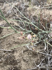 Astragalus convallarius
