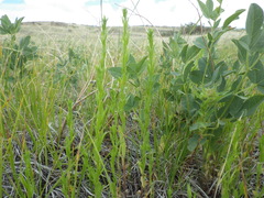 Triodanis leptocarpa