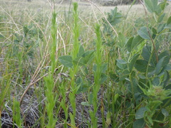 Triodanis leptocarpa