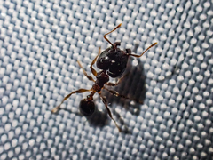 Pheidole megacephala