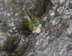 Batrachideini