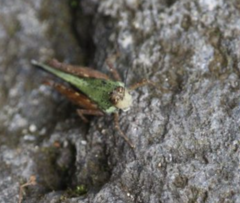 Batrachideini