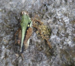 Batrachideini