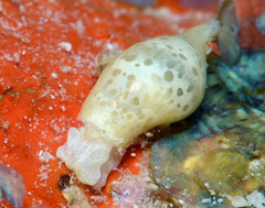 Volvatella maculata