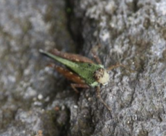 Batrachideini