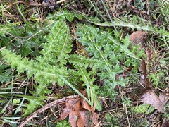 Cirsium filipendulum