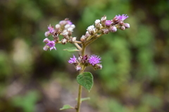 Cyrtocymura