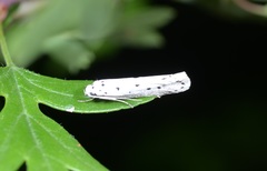 Ethmia terminella