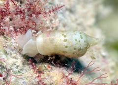 Volvatella maculata
