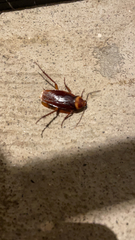 Periplaneta americana